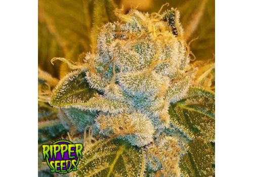 Ripper Seeds Sour Ripper