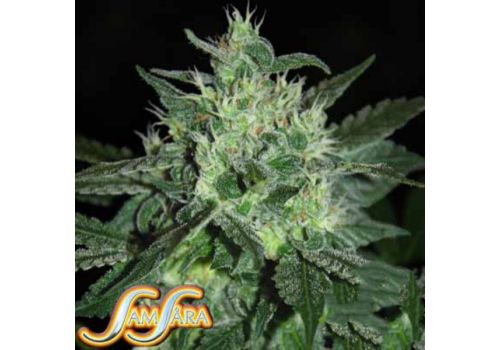 Samsara Seeds Spicy White Devil