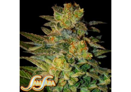 Samsara Seeds Spiritual Punk