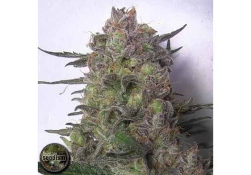 Seedism Seeds Super Sour Kush