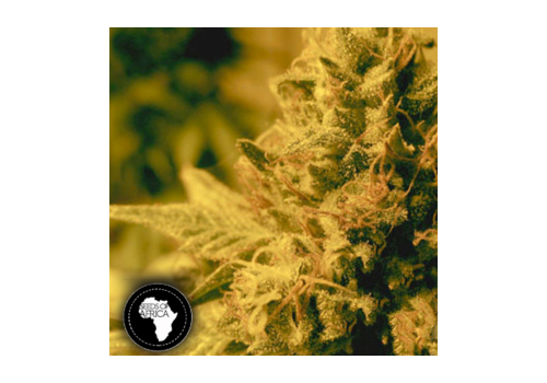 Seeds Of Africa Swazi Gold