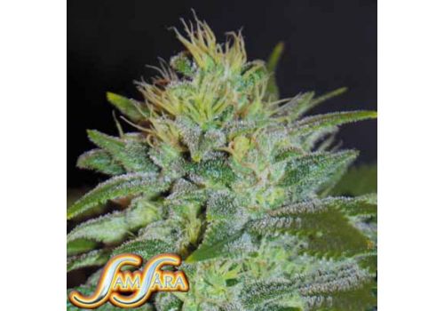 Samsara Seeds Sweet Black Angel