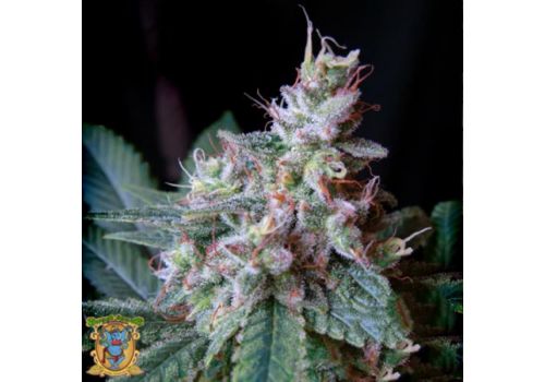 Sweet Seeds Cream Caramel