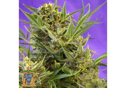 Sweet Seeds Double White