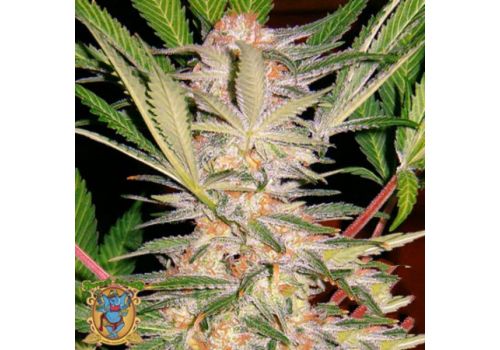 Sweet Seeds AUTO S.A.D.
