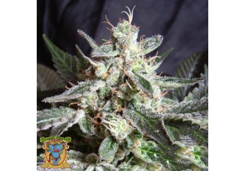 Sweet Seeds Black Jack