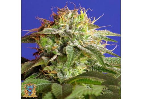 Sweet Seeds Green Poison