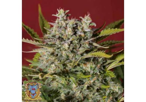 Sweet Seeds AUTO Sweet Trainwreck