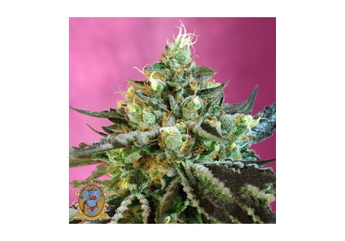 Sweet Seeds AUTO Sweet Nurse CBD