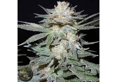 Seedism Seeds TasteBud OG