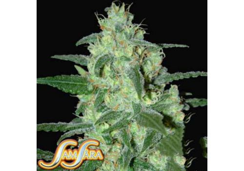 Samsara Seeds Thunder Bloody Mary Automatic