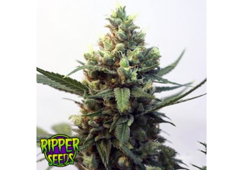 Ripper Seeds Toxic