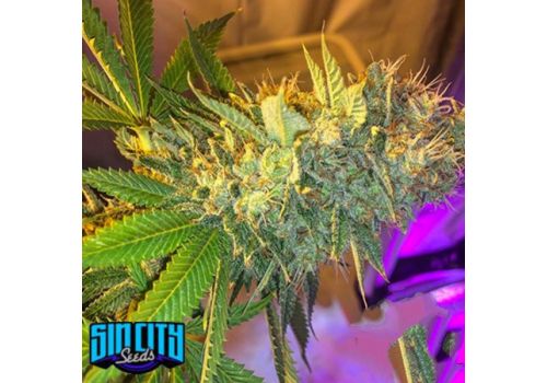SinCity Seeds Triple Cherry Diesel
