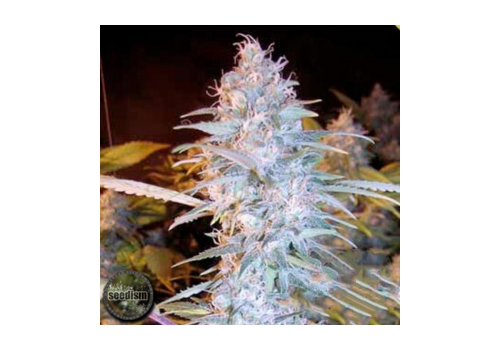 Seedism Seeds Twista 108