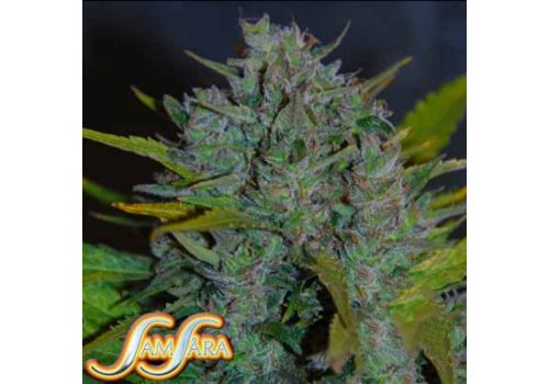 Samsara Seeds Automatic Ultraviolet