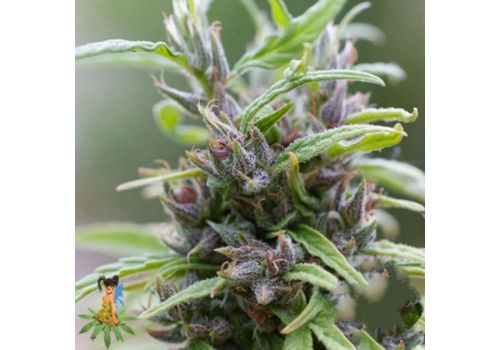 Sativa Seeds Urban Poison