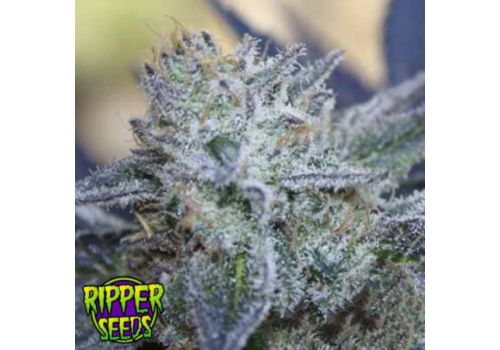 Ripper Seeds Washing Machine