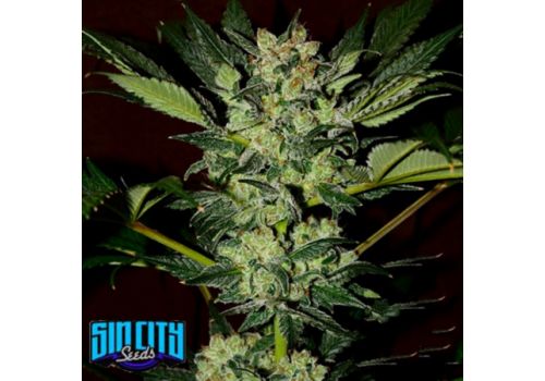 SinCity Seeds White Cranberries