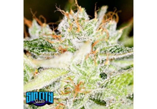 SinCity Seeds WhiteNightmare