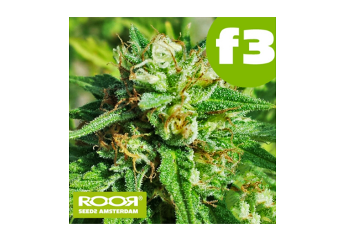 RooR Seeds f3 White Skunk