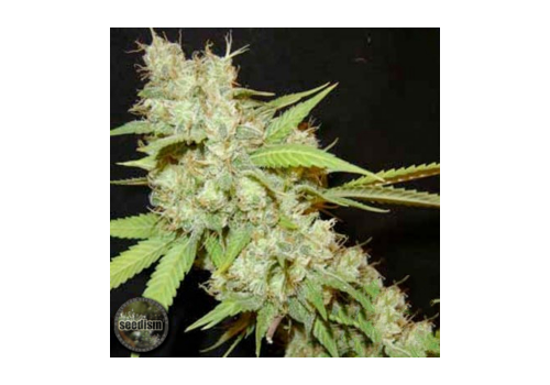 Seedism Seeds White Skunk