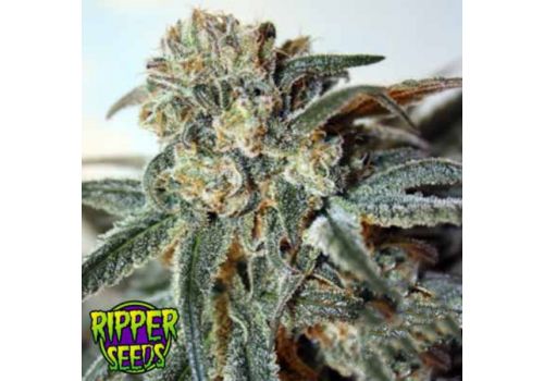 Ripper Seeds Zombie Kush