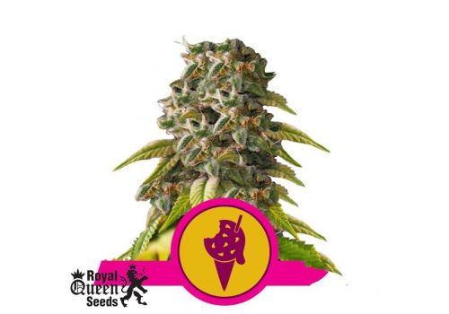Royal Queen Seeds Cookies Gelato