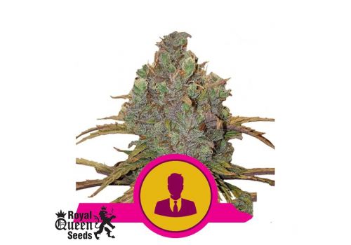Royal Queen Seeds El Patron