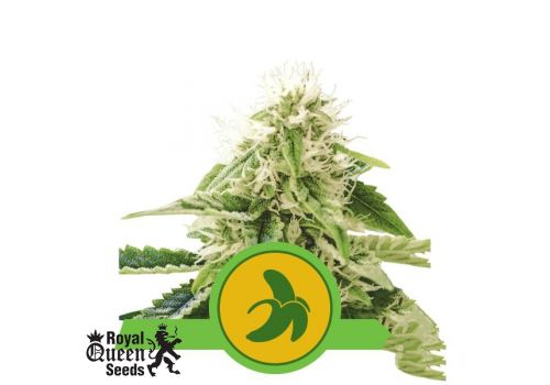 Royal Queen Seeds Fat Banana AUTO