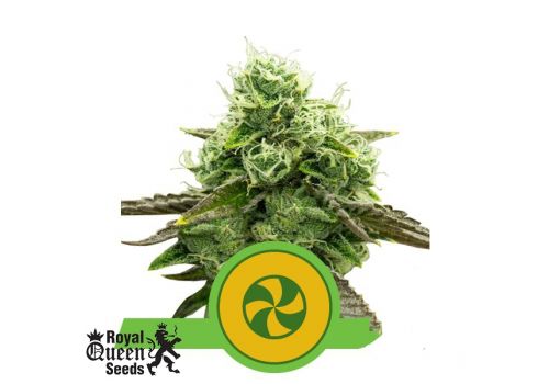 Royal Queen Seeds Sweet ZZ AUTO