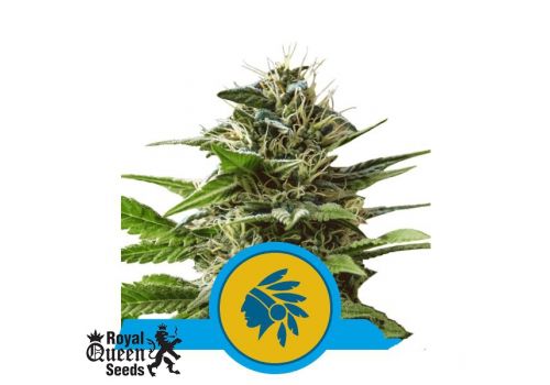 Royal Queen Seeds Tatanka Pure CBD