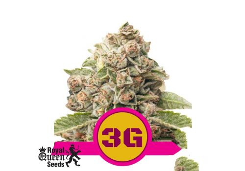 Royal Queen Seeds Triple G