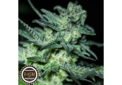 R-Kiem Seeds Eli