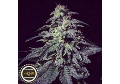 R-Kiem Seeds Harybo