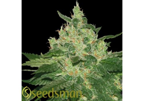 Seedsman Seeds Afghan Kush