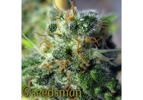 Seedsman Seeds Jack Herer