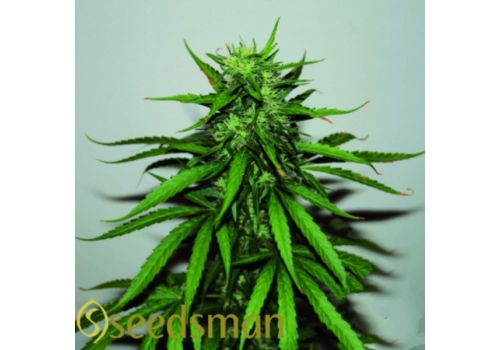 Seedsman Seeds Jungle Wreck