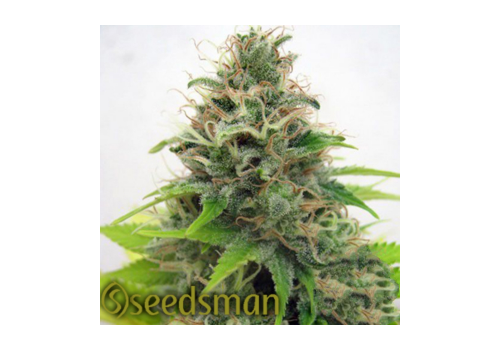 Seedsman Seeds Somango