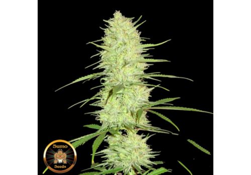 Sumo Seeds Cinderellas