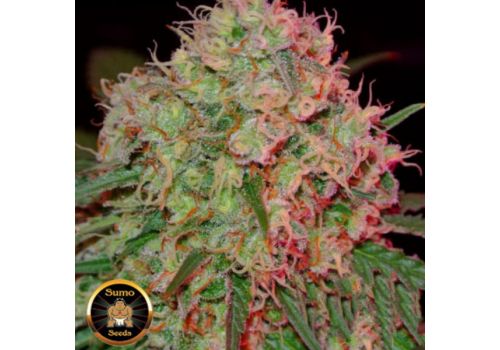 Sumo Seeds Green Mango