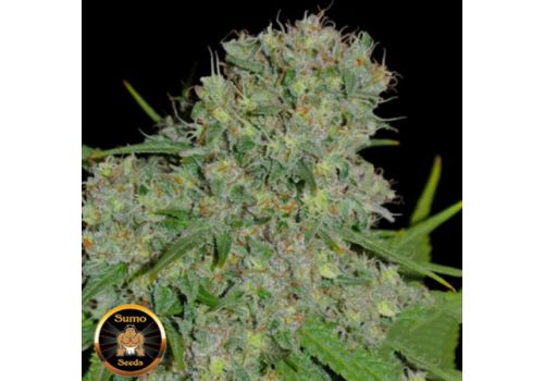 Sumo Seeds Honey Rock