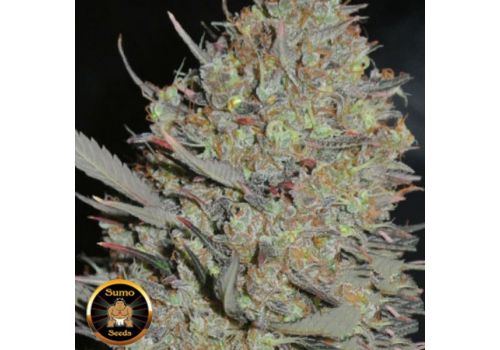 Sumo Seeds Maya Gold