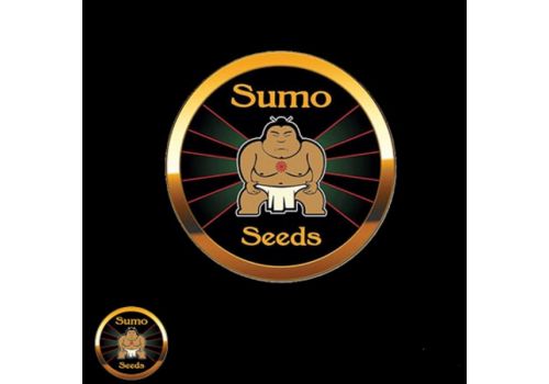 Sumo Seeds Violet's Wonder
