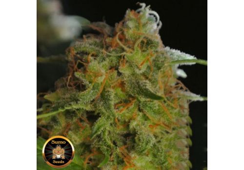 Sumo Seeds Sumo's Big Bud