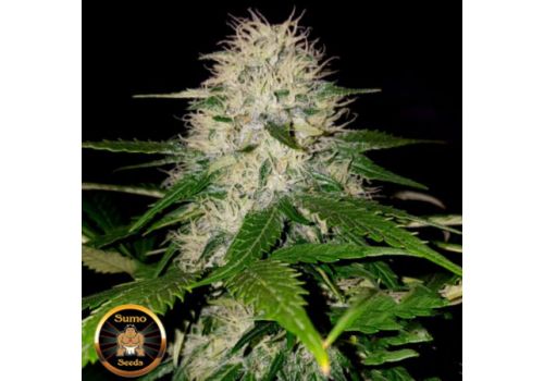 Sumo Seeds Sumo's OG Kush