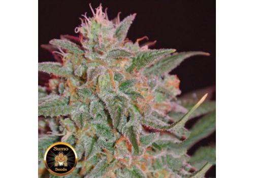 Sumo Seeds Thunderstruck