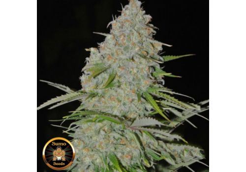Sumo Seeds Ultimate AK