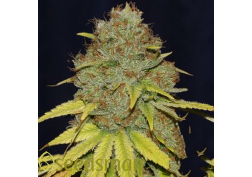 Seedsman Seeds Jack Herer Fast