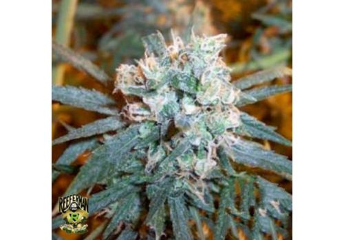 Reeferman Seeds Cherry Bomb Indica