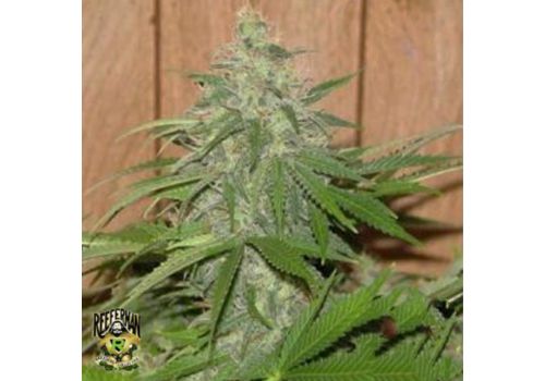 Reeferman Seeds Cherry Haze